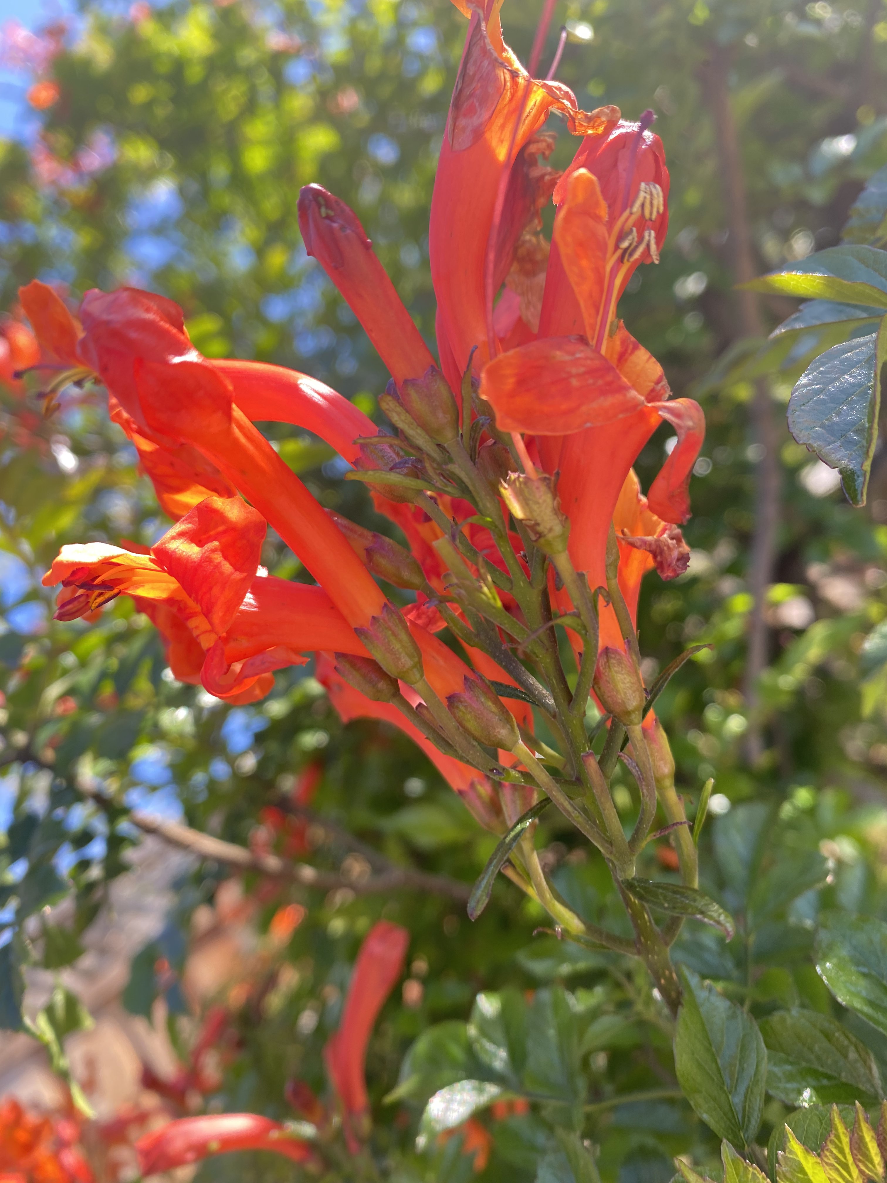 Fire Flower